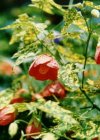 Abutilon