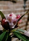 Rhododendron